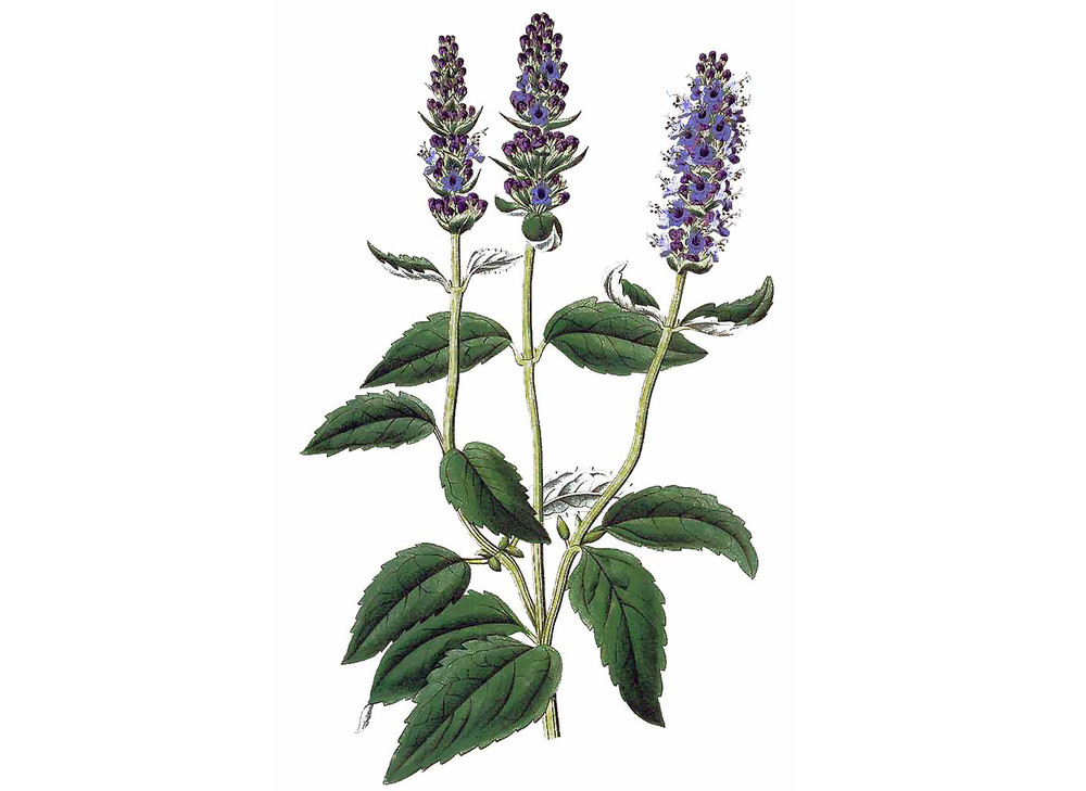 Anise_Hyssop_Seeds_NOG_2019-11-04__90279.1591891414