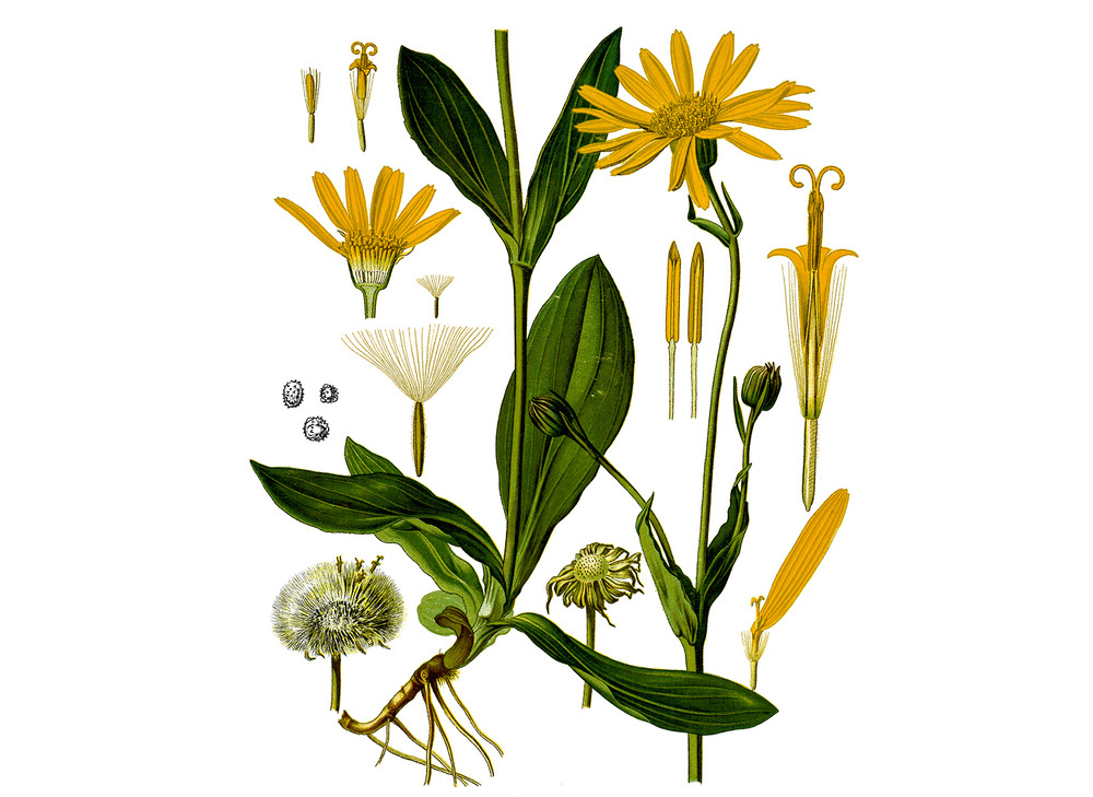 Arnica_Seeds_OG_2019-11-04__02224.1591732971
