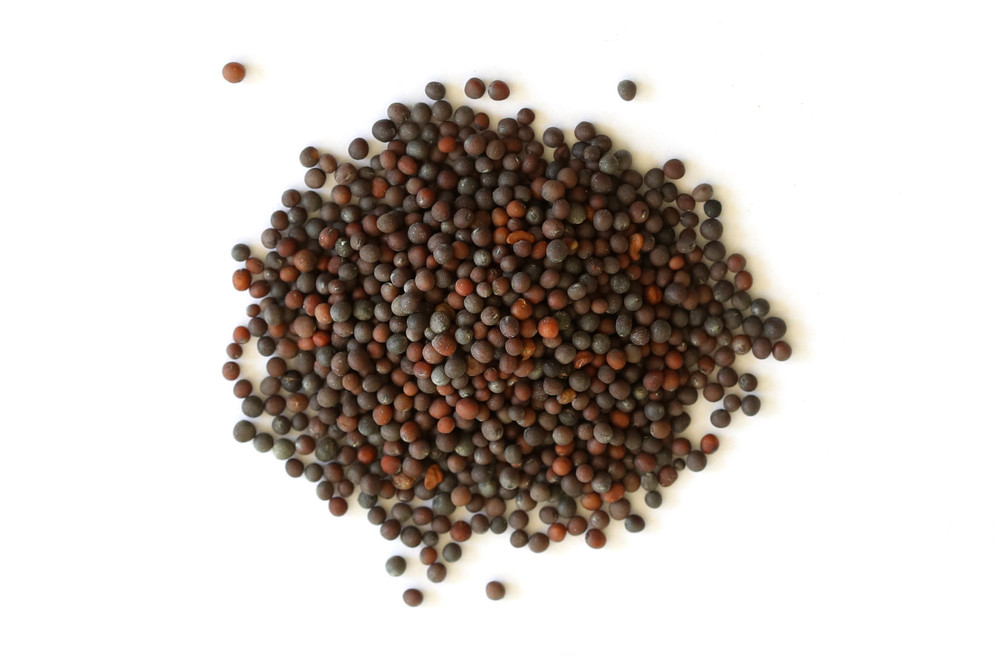 Brown_Mustard_Seed_Whole_Overhead__70239.1769627511