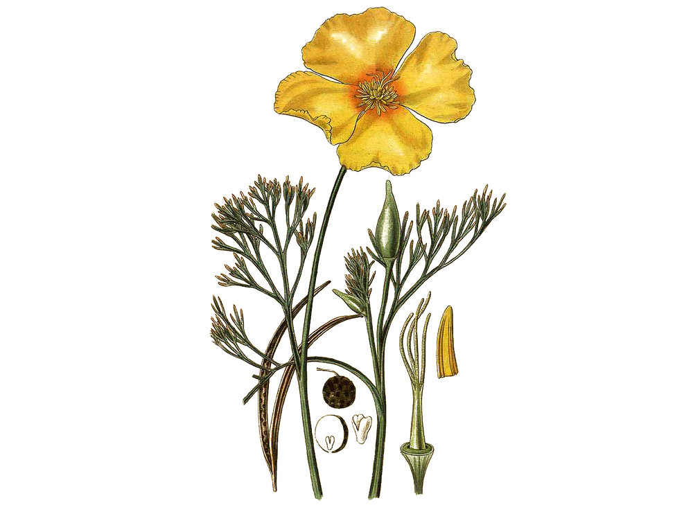 California_Poppy_Seeds_OG_2019-11-04__56604.1591811789
