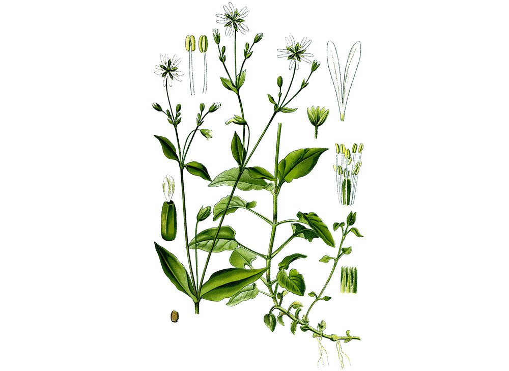 Chickweed_Seeds_OG_2019-11-04__63738.1591812423