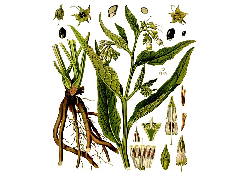 Comfrey_Seeds_OG_2019-11-04__26098.1591812694
