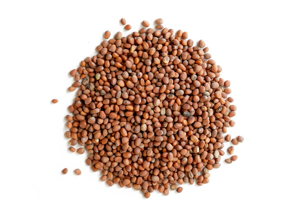 Daikon_Radish_Sprouting_Seeds_OG_25341__86602.1589556088