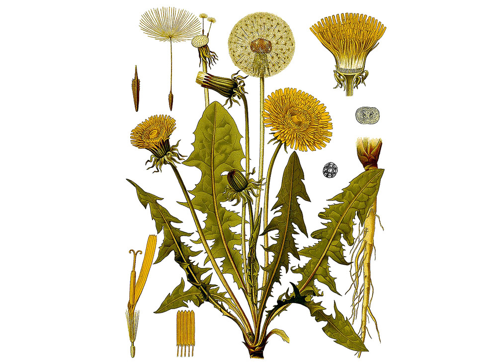 Dandelion_Seeds_OG_2019-11-04__25253.1591812778