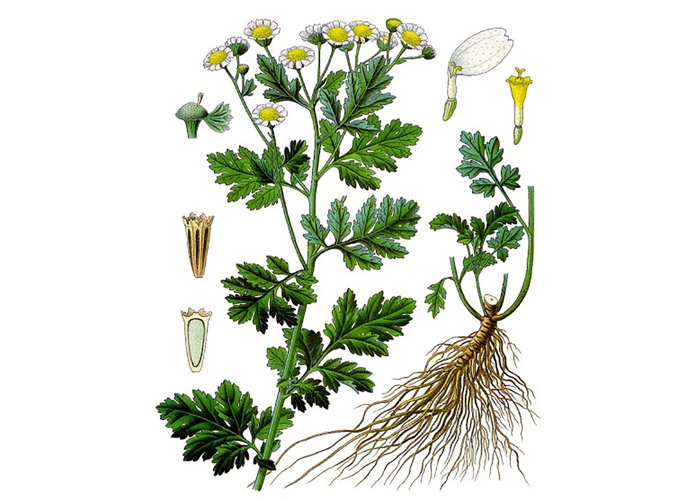 Feverfew_Seeds_OG_2019-11-04__19882.1591813149