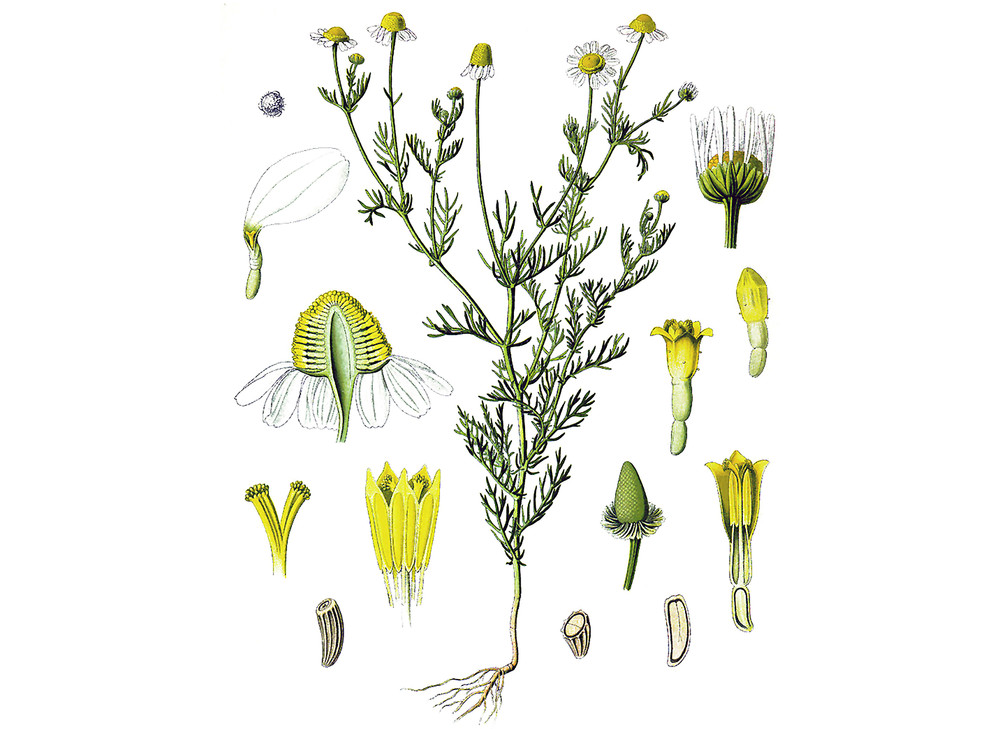 German_Chamomile_Seeds_OG_2019-11-04__97066.1591812114