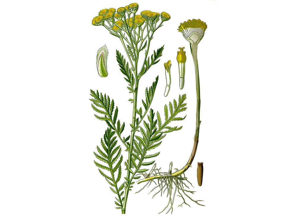 Helichrysum_Seeds_OG_2019-11-04__23058.1591892302