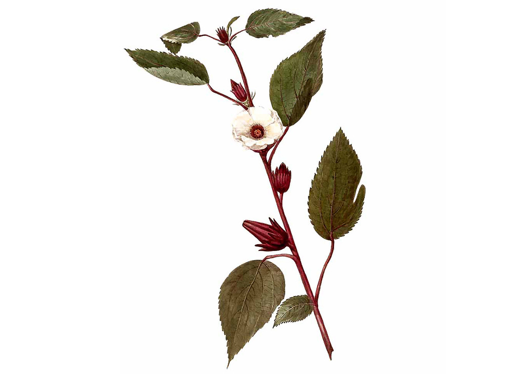 Hibiscus_Seeds_OG_2019-11-04__92542.1591813251