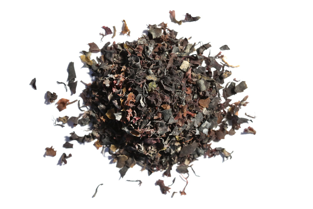 Irish_Moss_CS_2308-00610__67751.1704301387
