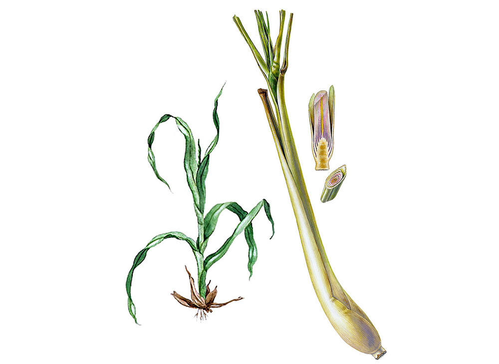 Lemongrass_Seeds_NOG_2019-11-04__45323.1591823598