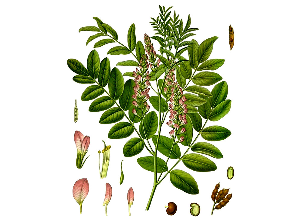 Licorice_Seeds_OG_2019-11-04__37321.1591823709