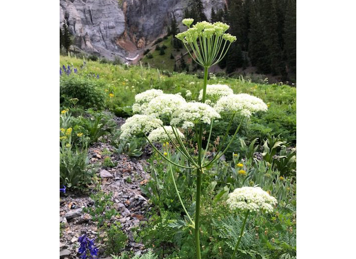Osha_Seeds__12037.1637166726