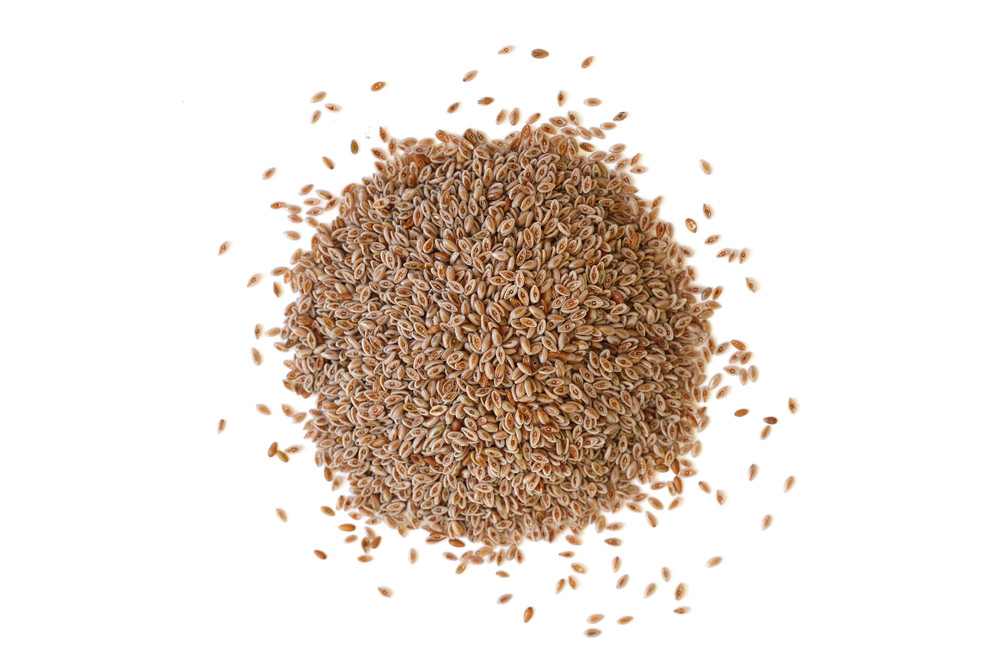 Psyllium_Seed__67228.1782244428