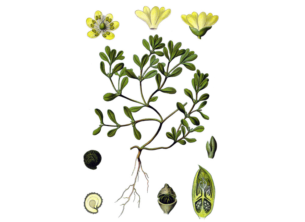 Purslane_Seeds_OG_2019-11-04__88486.1591828453