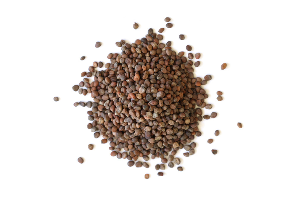 Rambo_Radish_Sprouting_Seeds__29577.1782244483