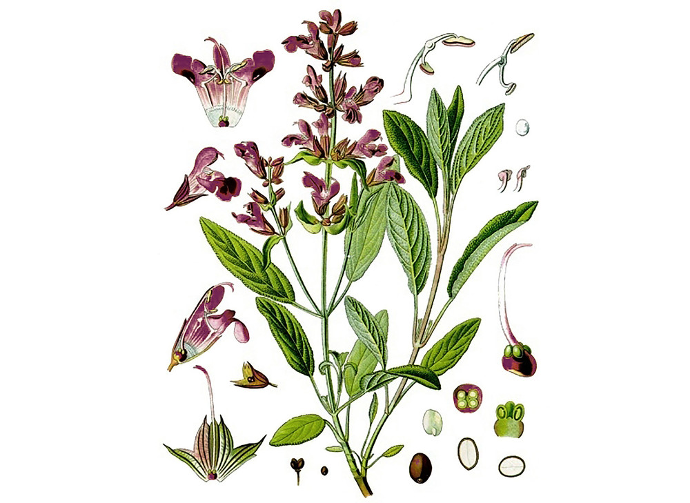 Sage_Garden_Seeds_OG_2019-11-04__37914.1591828604