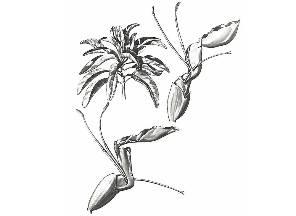 Sage_White_Seeds_OG_2019-11-04__26765.1591888799