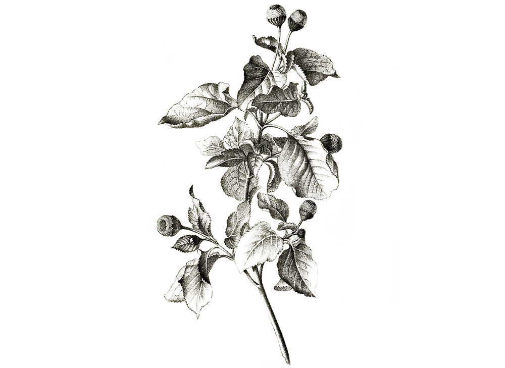 Spilanthes_Seeds_OG_2019-11-04__47711.1591829430