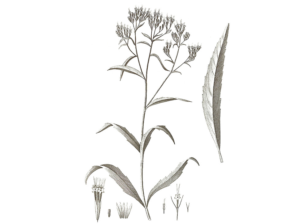 Stevia_Seeds_OG_2019-11-04__72990.1591829500