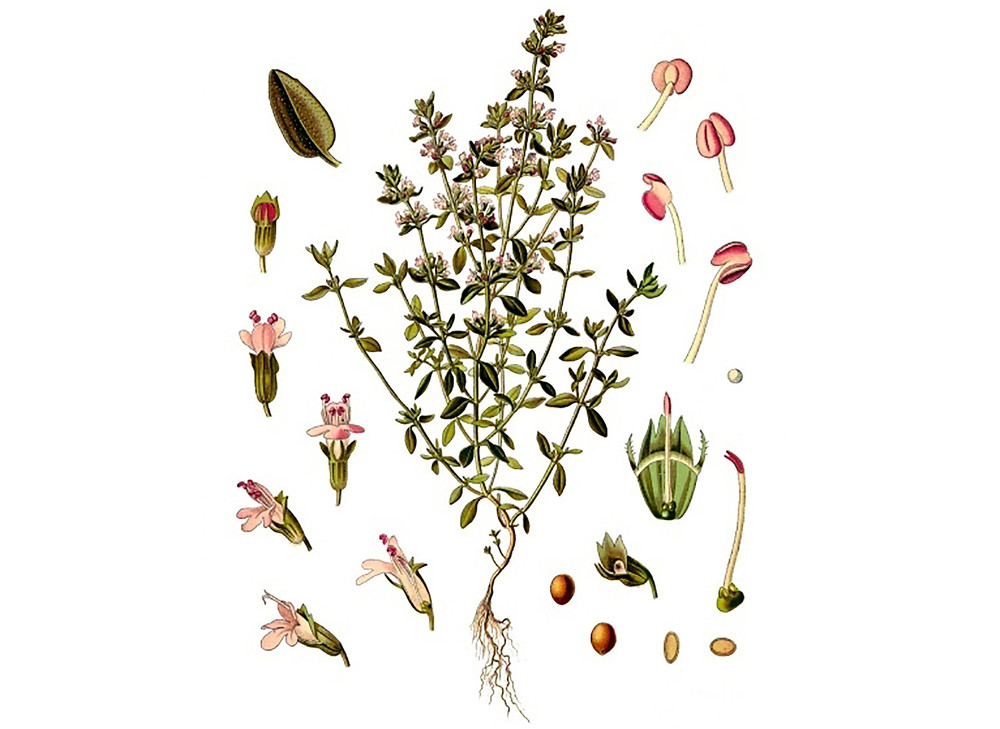 Thyme_Seeds_OG_2019-11-04__67130.1591829763