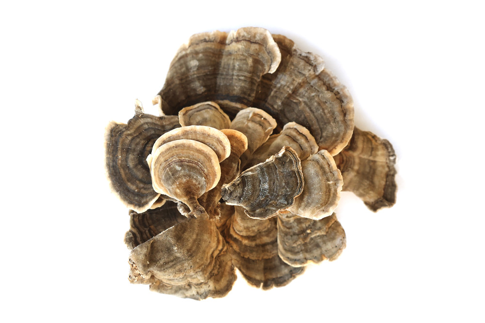 Turkey_Tail_Website__81636.1763412916
