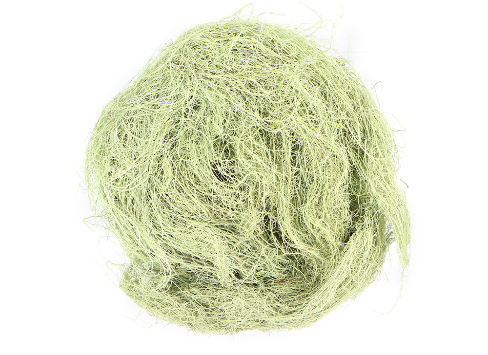 Usnea_19-04-04__91553.1696354577