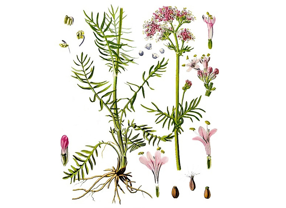 Valerian_Seeds_OG_2019-11-04__29158.1591887617