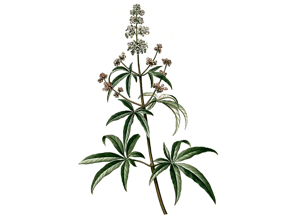 Vitex_Chaste_Tree_Seeds_OG_2019-11-04__12974.1591812310
