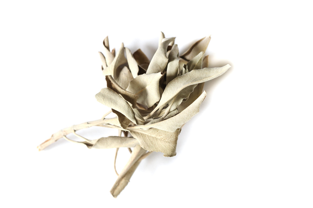 White_Sage_Website__70831.1763413379