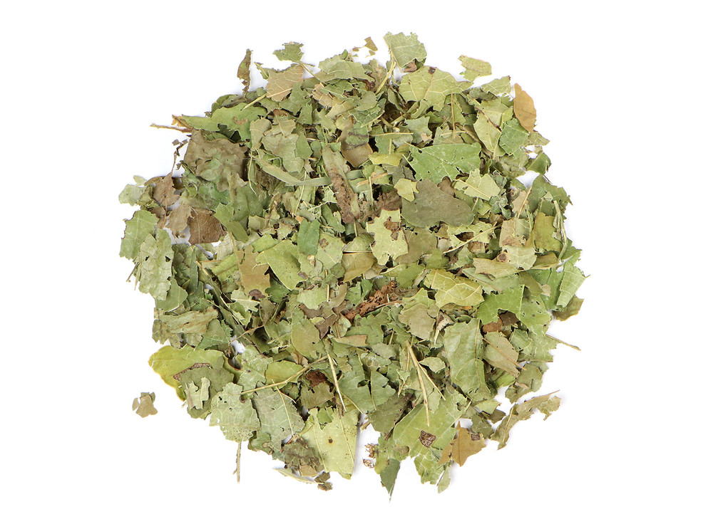 Witch_Hazel_Leaf_19-02-22__61230.1696269377