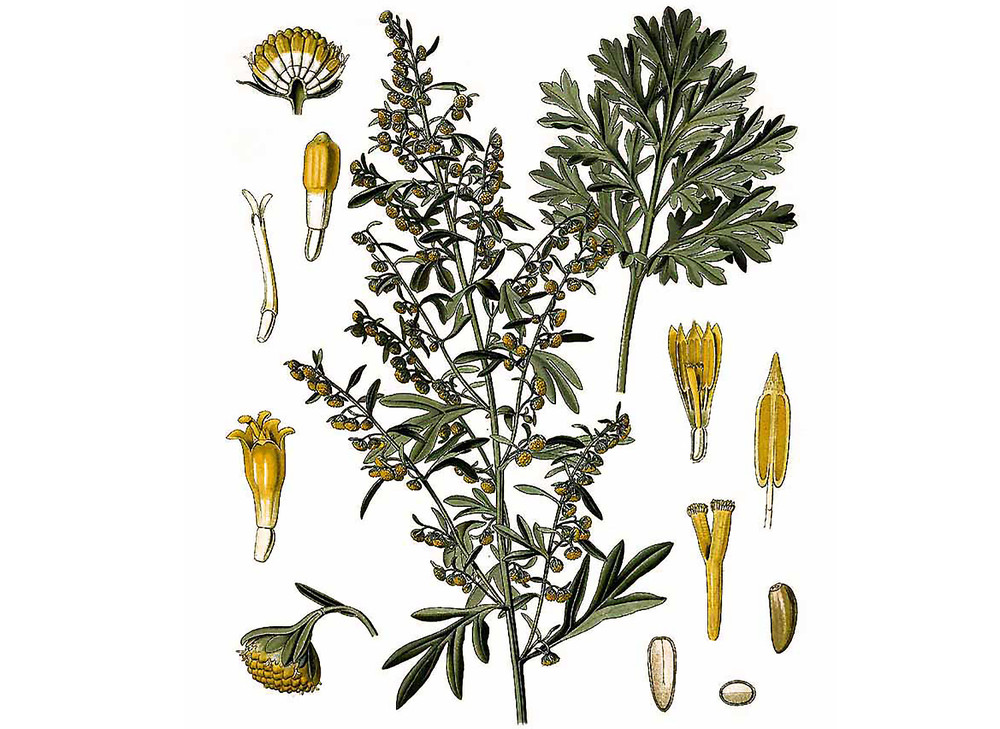 Wormwood_Seeds_OG_2019-11-04__08360.1591891193